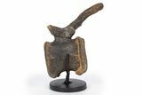 Hadrosaur (Brachylophosaurus?) Caudal Vertebra w/ Stand - Montana #304836-4